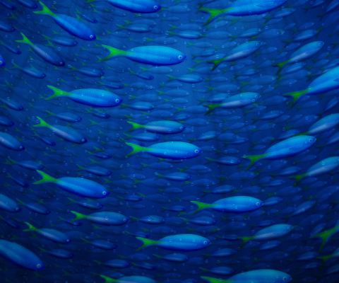 Das Plenty Of Fish In Sea Wallpaper 480x400