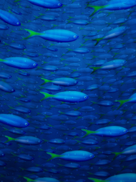 Fondo de pantalla Plenty Of Fish In Sea 480x640