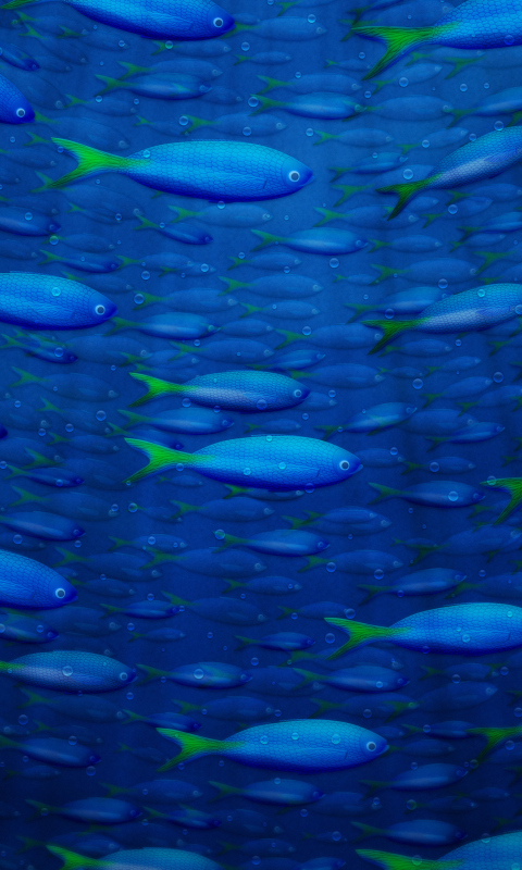 Das Plenty Of Fish In Sea Wallpaper 480x800