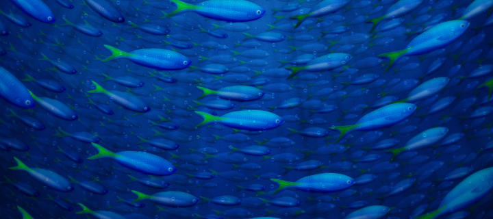 Screenshot №1 pro téma Plenty Of Fish In Sea 720x320