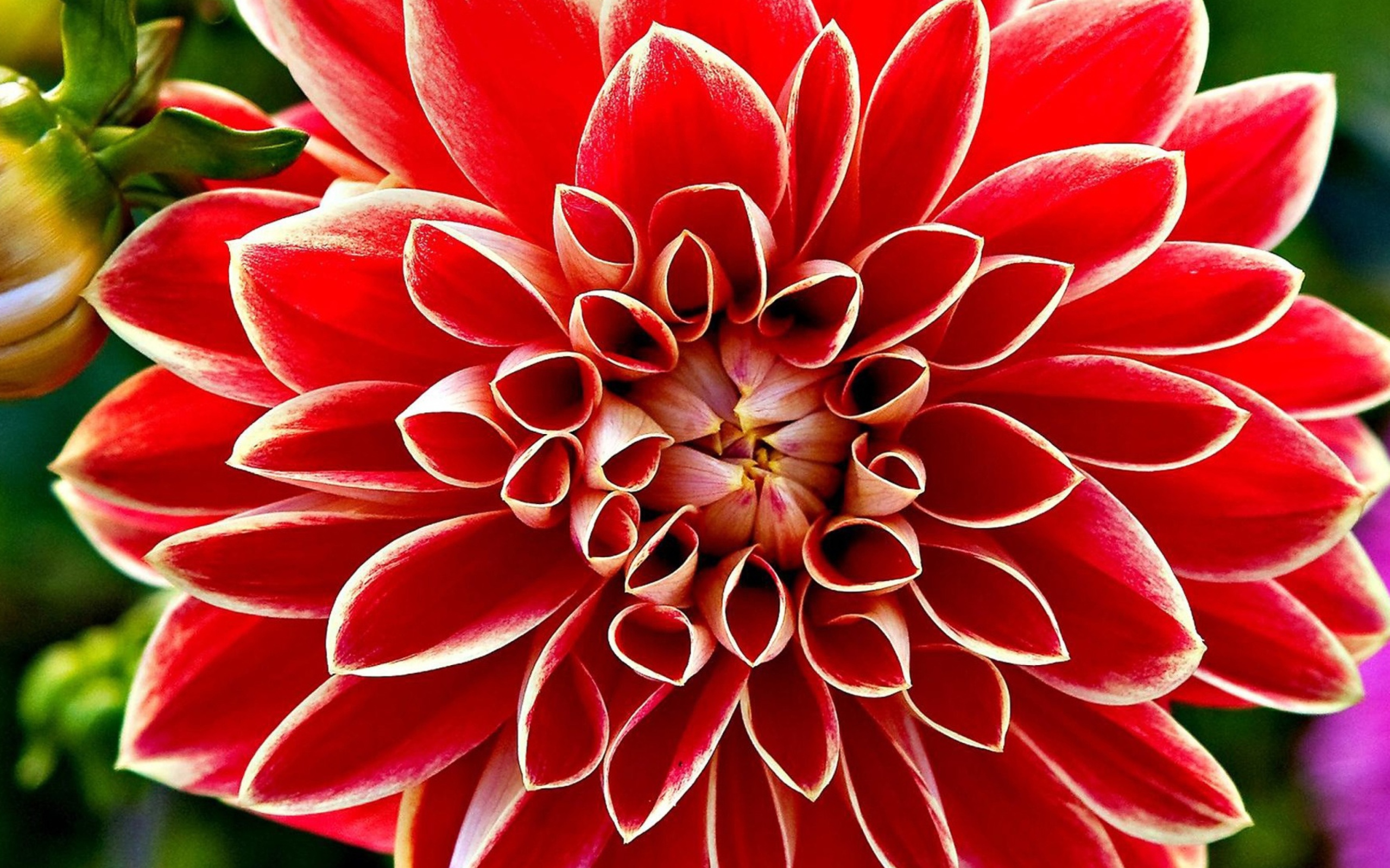 Sfondi Red Dahlia 2560x1600