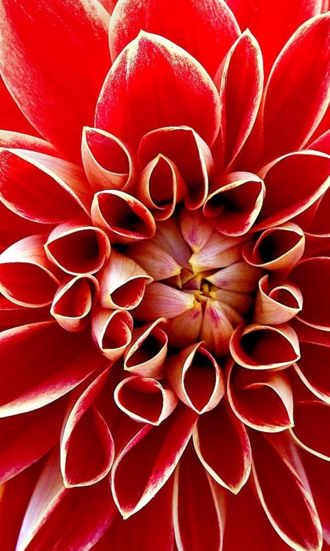 Sfondi Red Dahlia 480x800