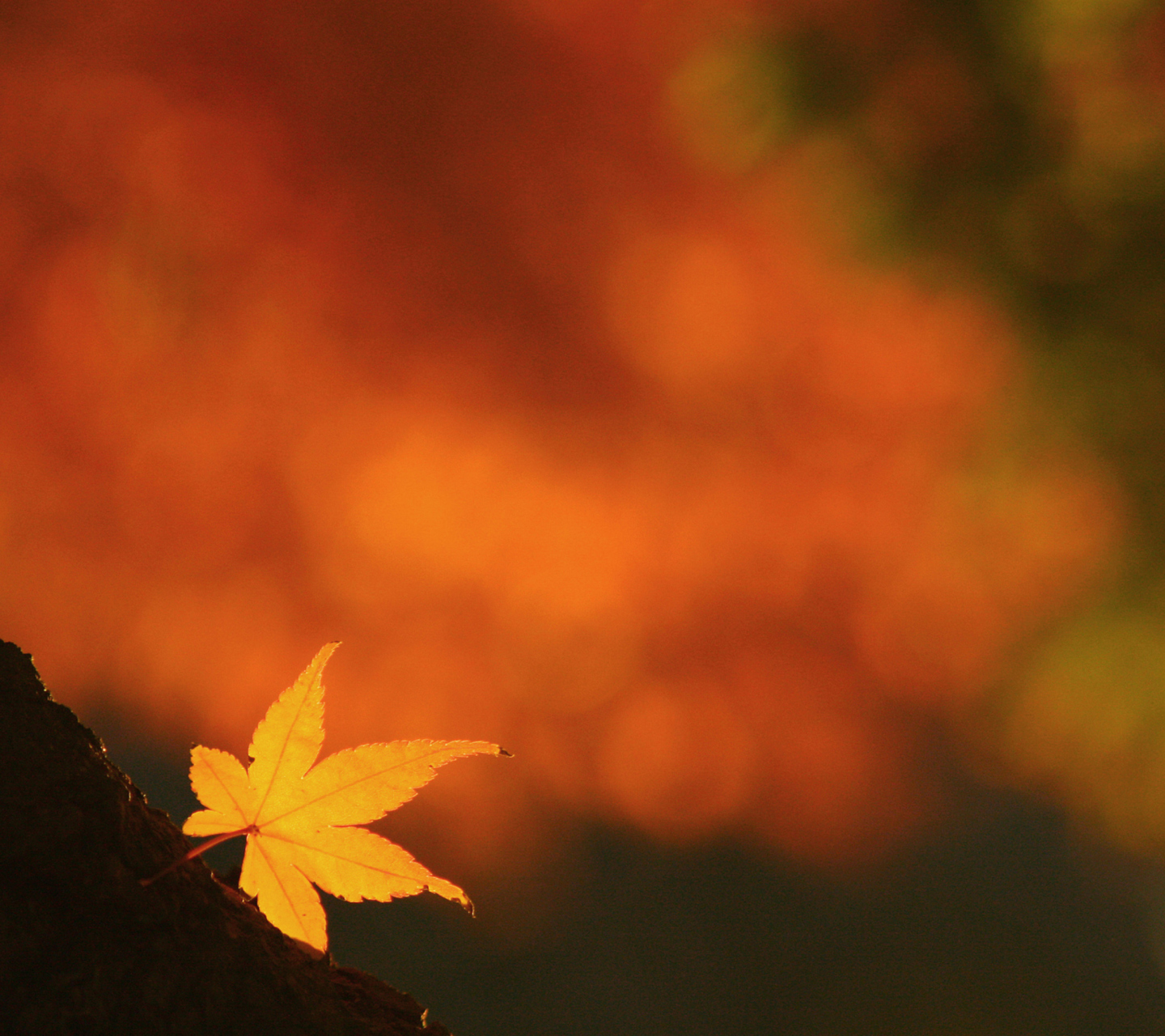 Das Lonely Yellow Leaf Wallpaper 1440x1280