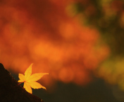 Lonely Yellow Leaf wallpaper 176x144