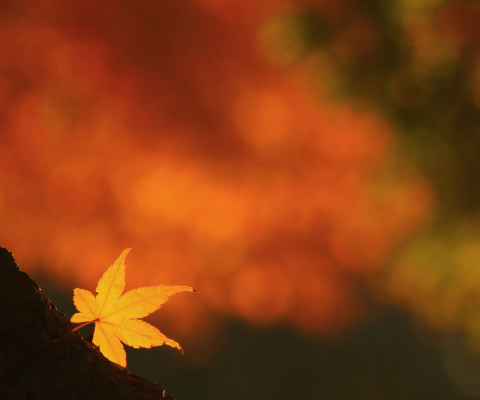 Обои Lonely Yellow Leaf 480x400