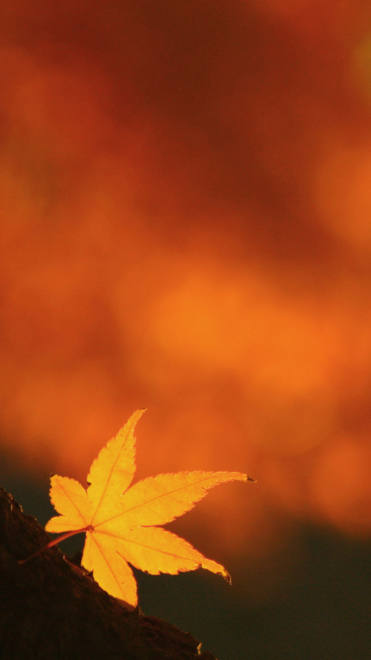 Lonely Yellow Leaf wallpaper 750x1334