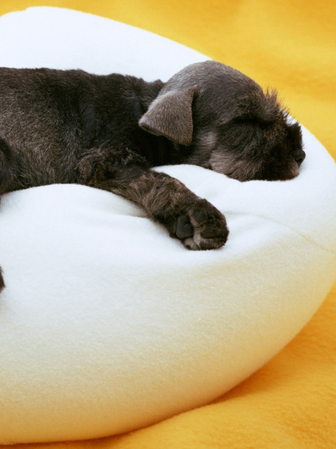 Cute Puppy wallpaper 480x640