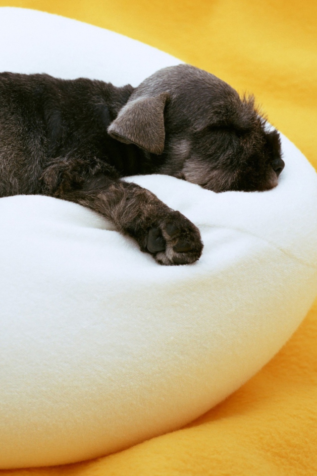 Das Cute Puppy Wallpaper 640x960