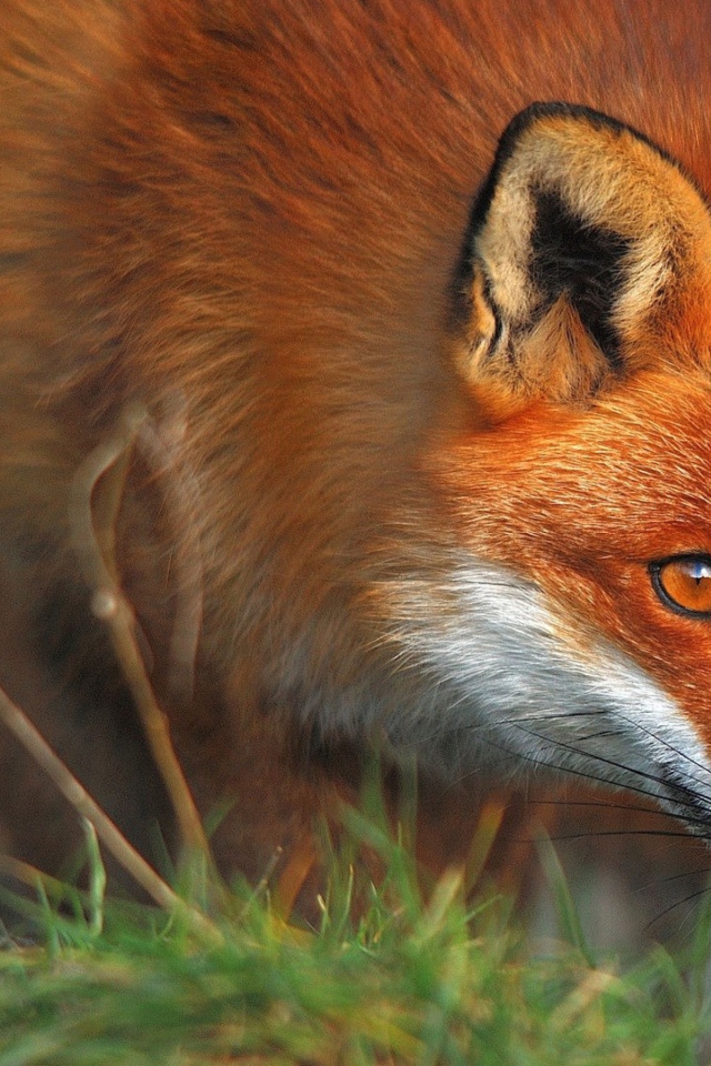 Orange Fox wallpaper 640x960