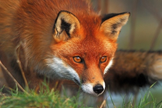Orange Fox - Obrázkek zdarma 