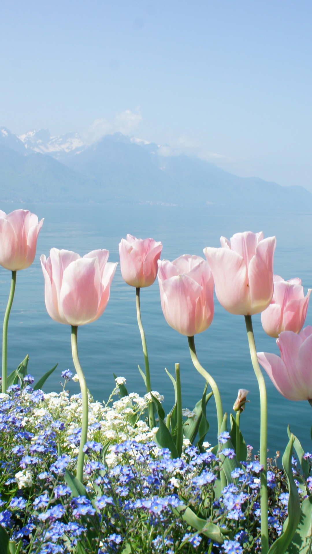 Soft Pink Tulips By Lake wallpaper 1080x1920