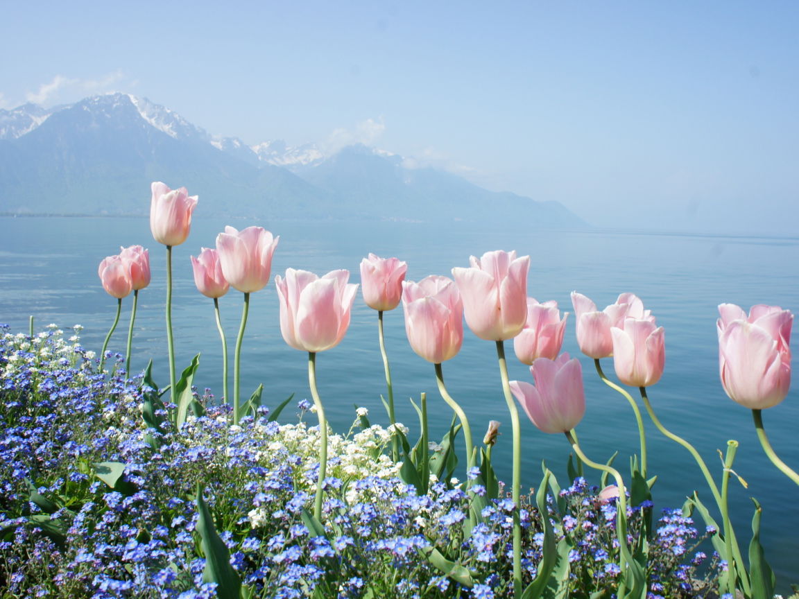 Soft Pink Tulips By Lake screenshot #1 1152x864