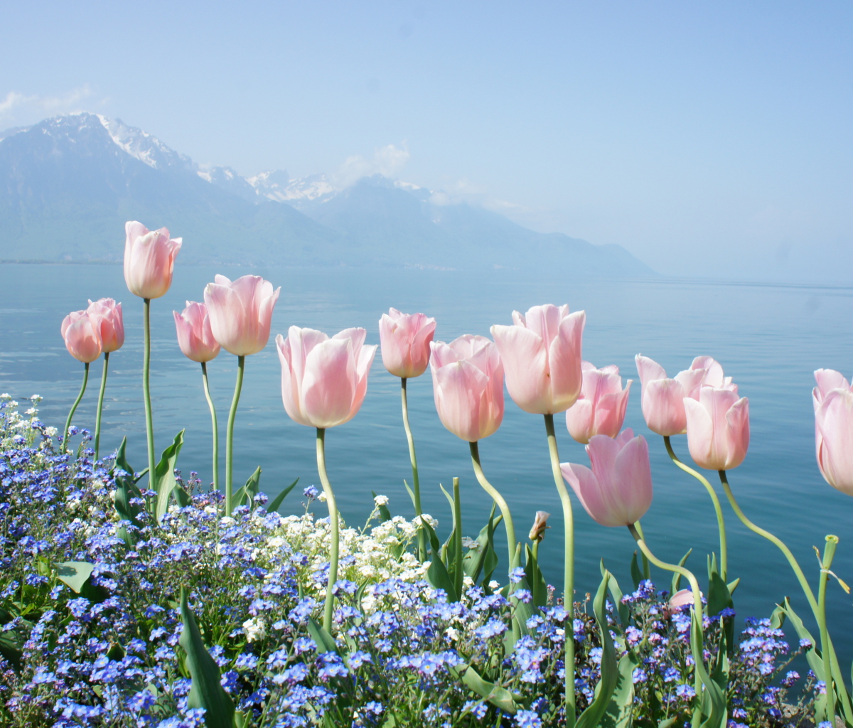 Das Soft Pink Tulips By Lake Wallpaper 1200x1024