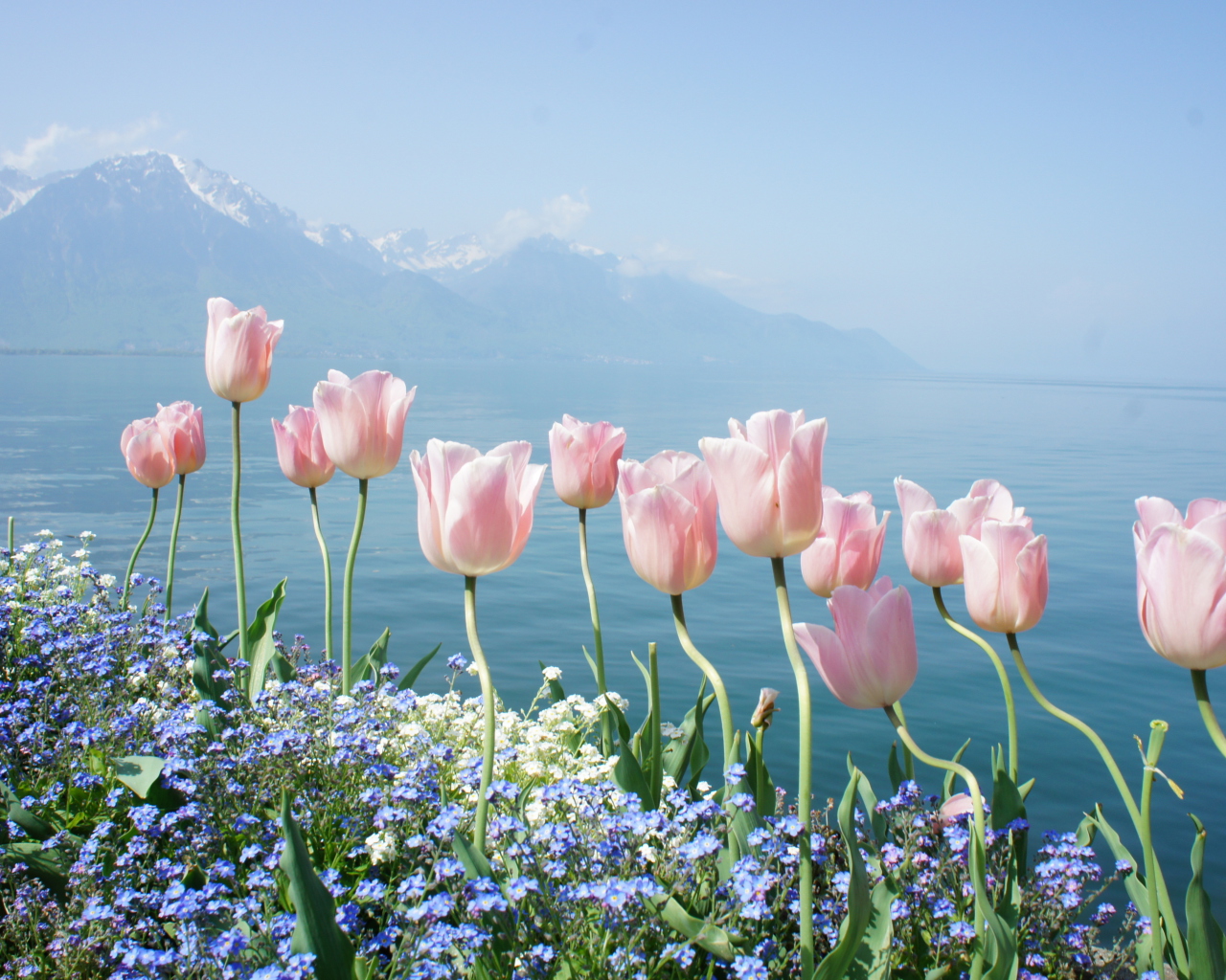 Screenshot №1 pro téma Soft Pink Tulips By Lake 1280x1024