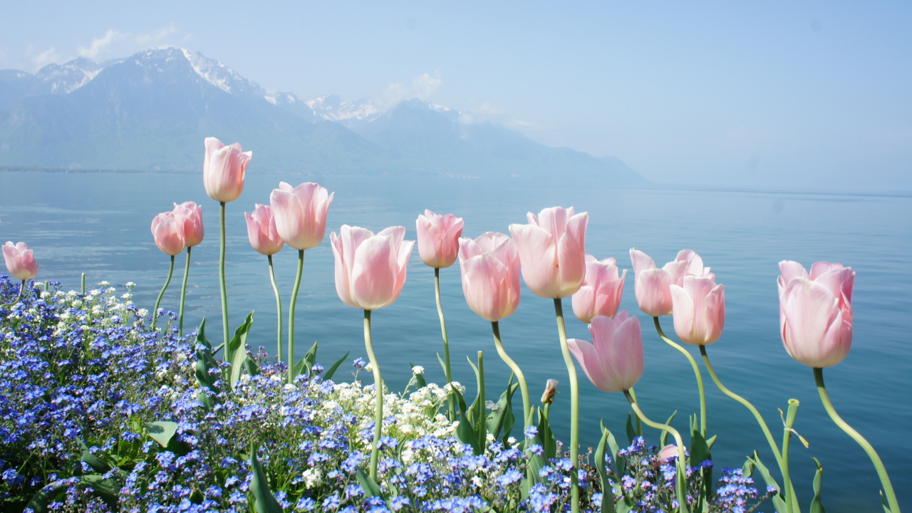 Soft Pink Tulips By Lake wallpaper 1280x720