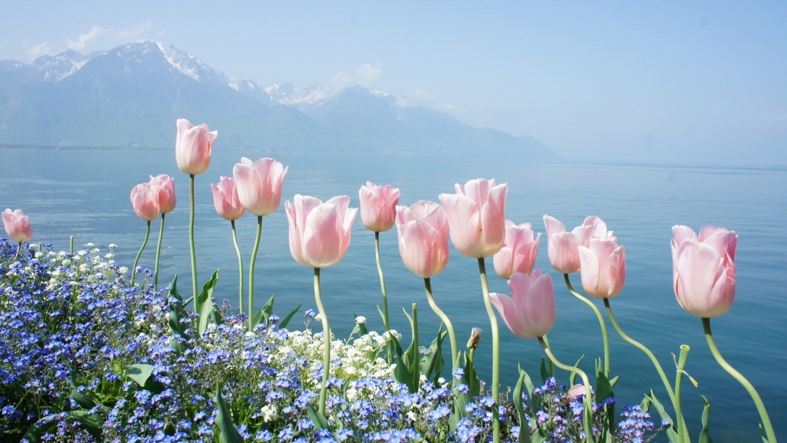 Sfondi Soft Pink Tulips By Lake 1600x900
