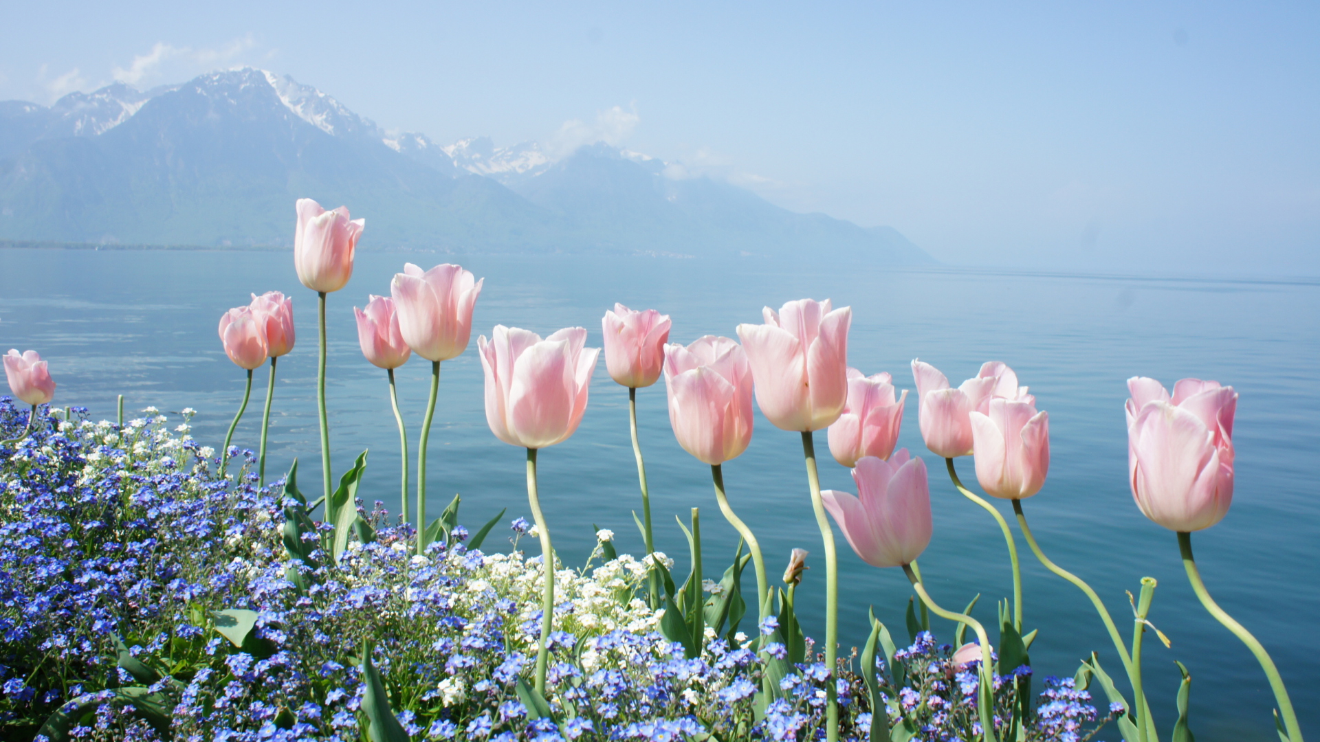Sfondi Soft Pink Tulips By Lake 1920x1080