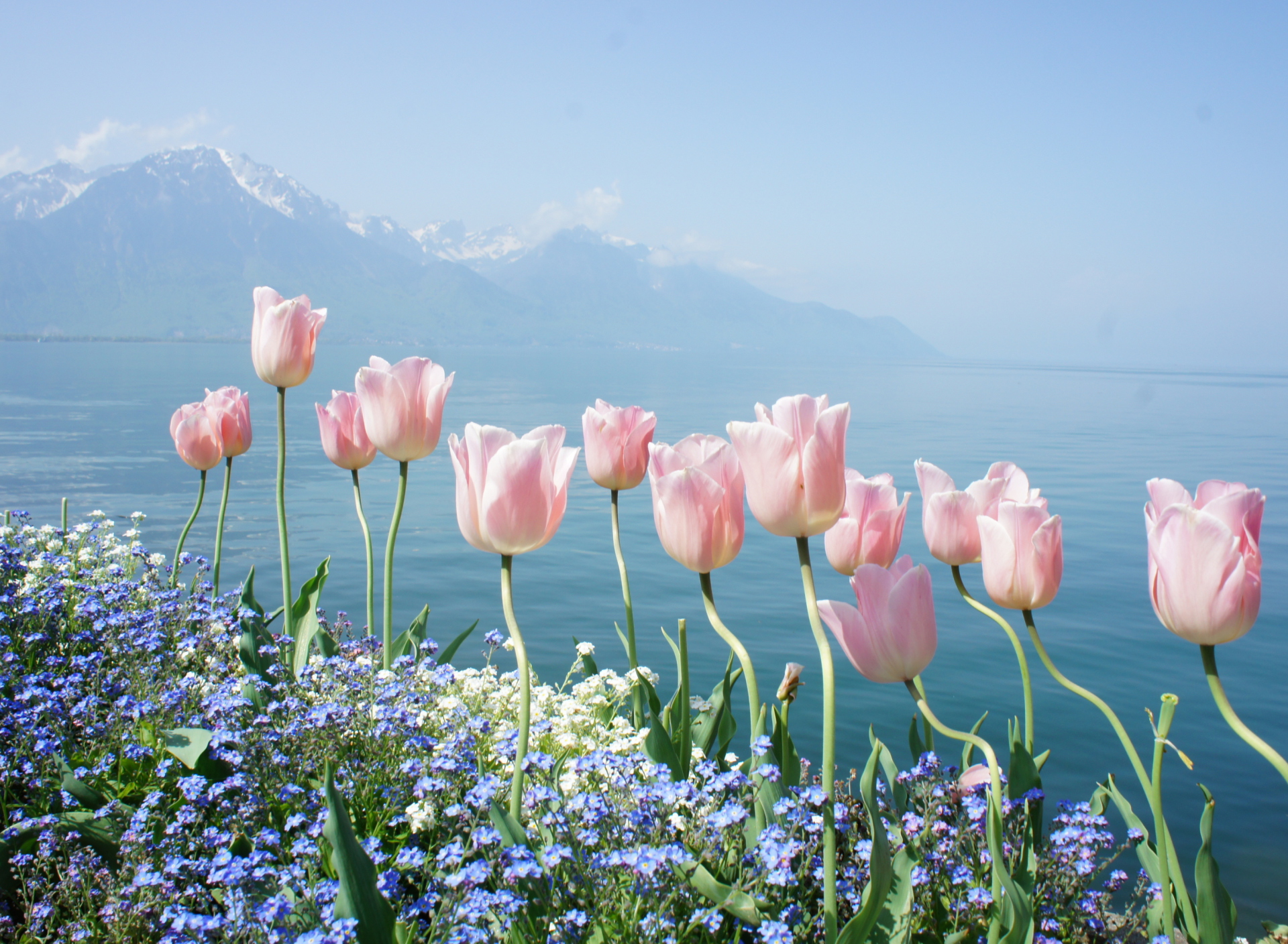 Soft Pink Tulips By Lake wallpaper 1920x1408