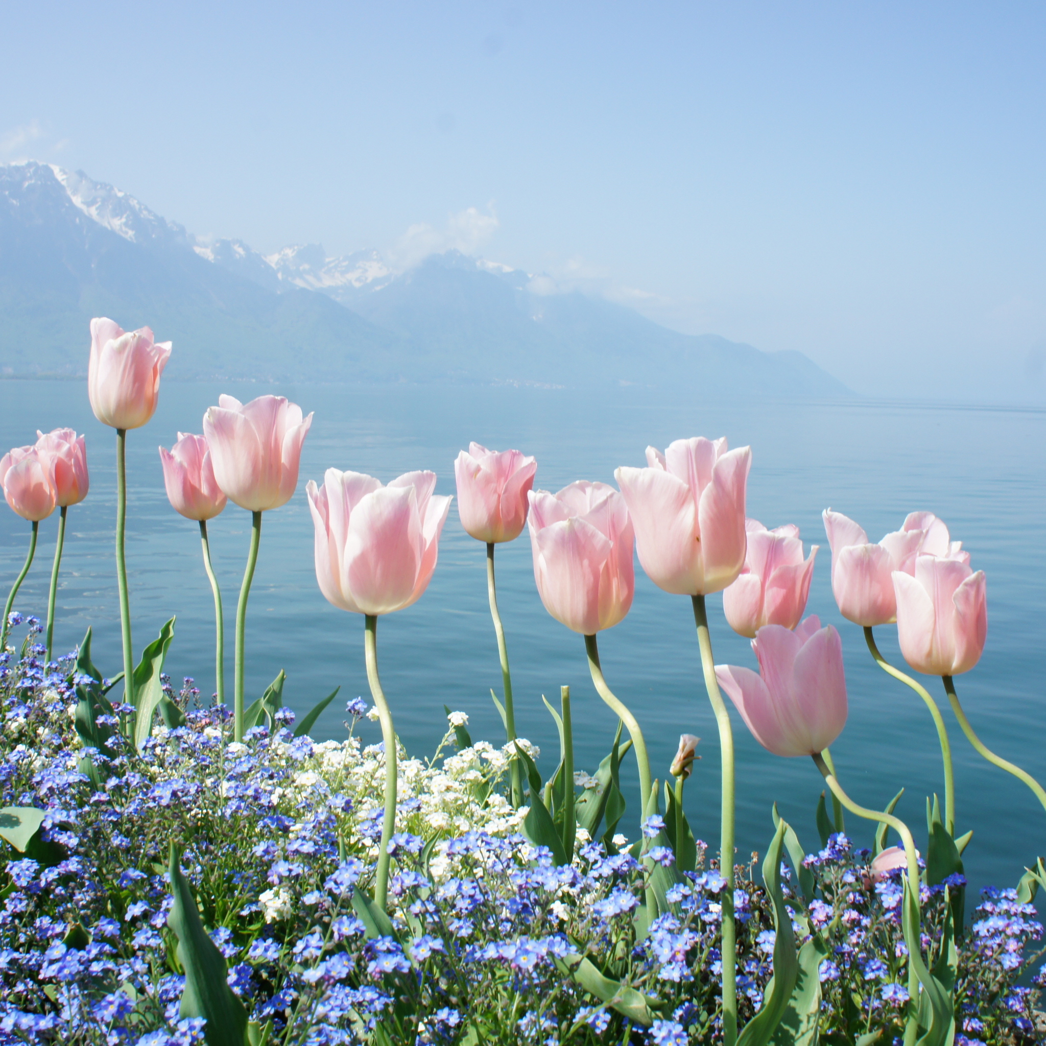 Das Soft Pink Tulips By Lake Wallpaper 2048x2048