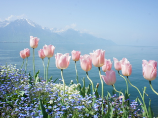 Das Soft Pink Tulips By Lake Wallpaper 320x240