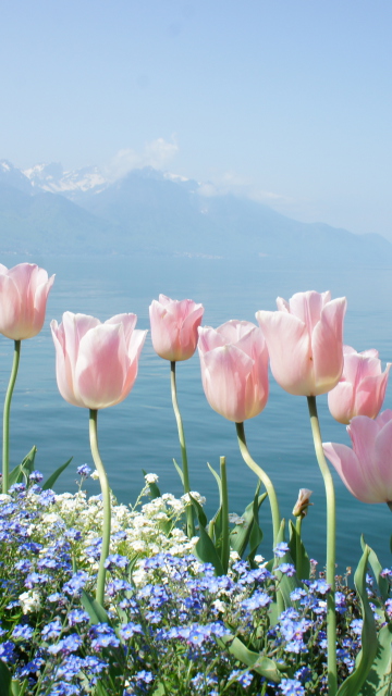 Soft Pink Tulips By Lake wallpaper 360x640