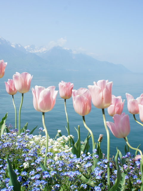 Das Soft Pink Tulips By Lake Wallpaper 480x640