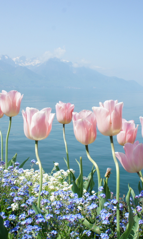Das Soft Pink Tulips By Lake Wallpaper 480x800