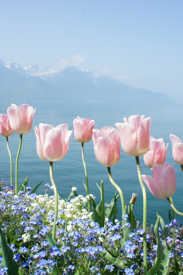 Soft Pink Tulips By Lake wallpaper 640x960