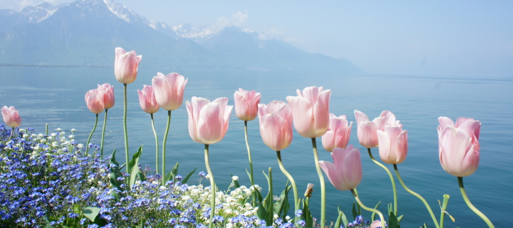 Обои Soft Pink Tulips By Lake 720x320