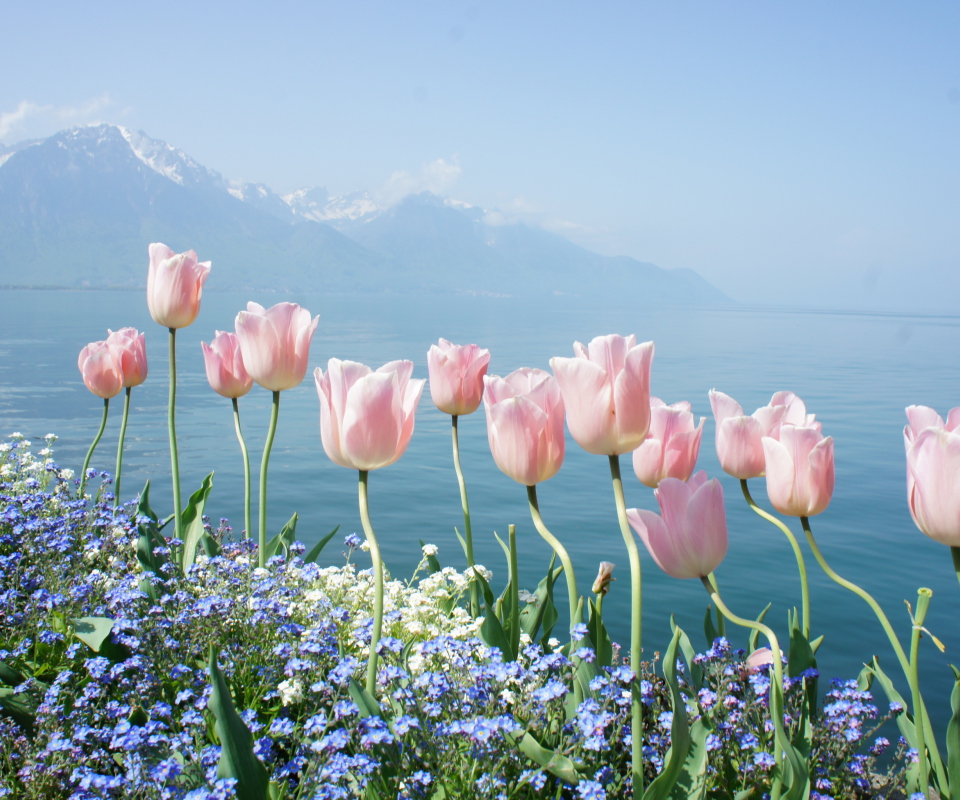 Soft Pink Tulips By Lake wallpaper 960x800