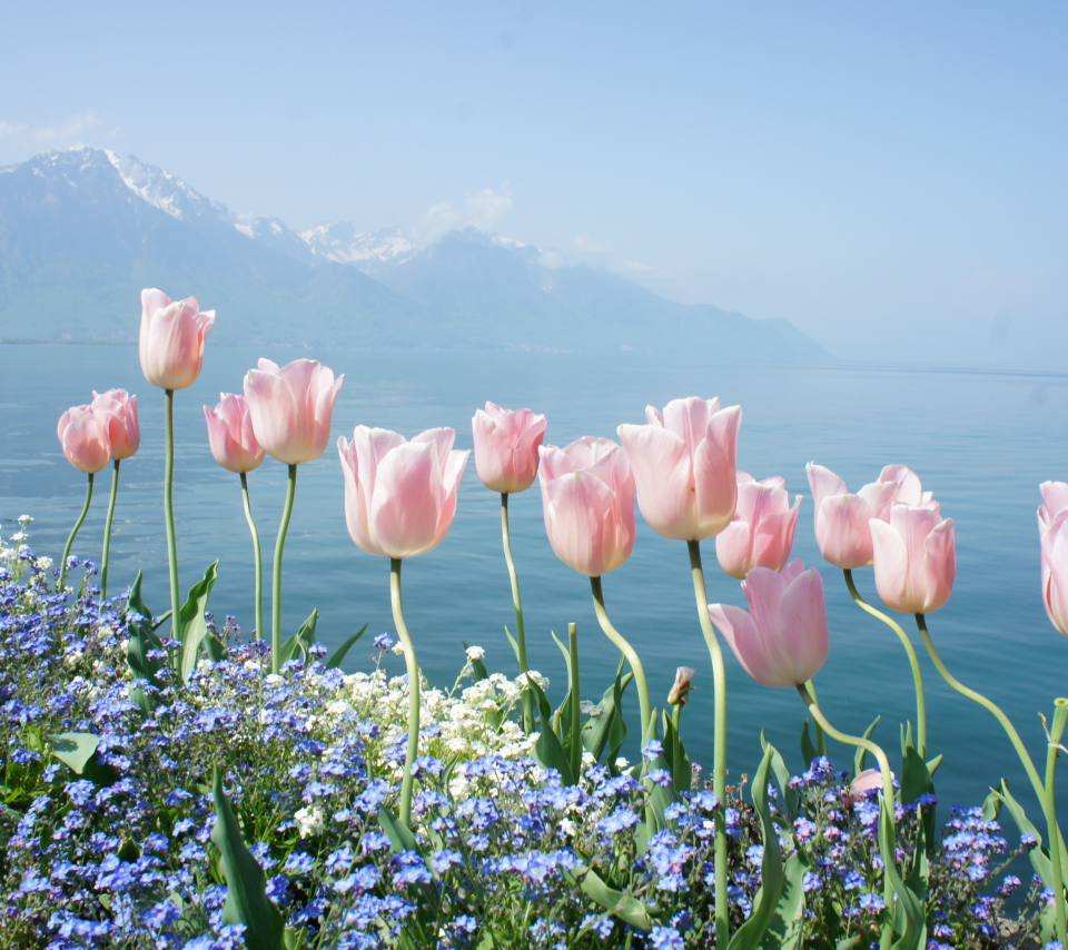 Das Soft Pink Tulips By Lake Wallpaper 960x854