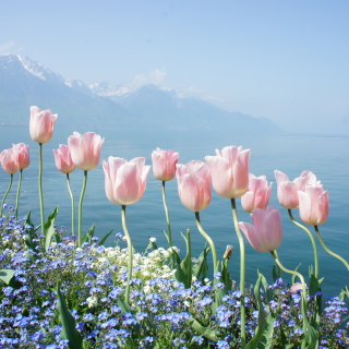 Kostenloses Soft Pink Tulips By Lake Wallpaper für iPad 3