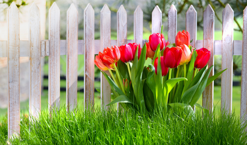 Tulips in Garden screenshot #1 1024x600