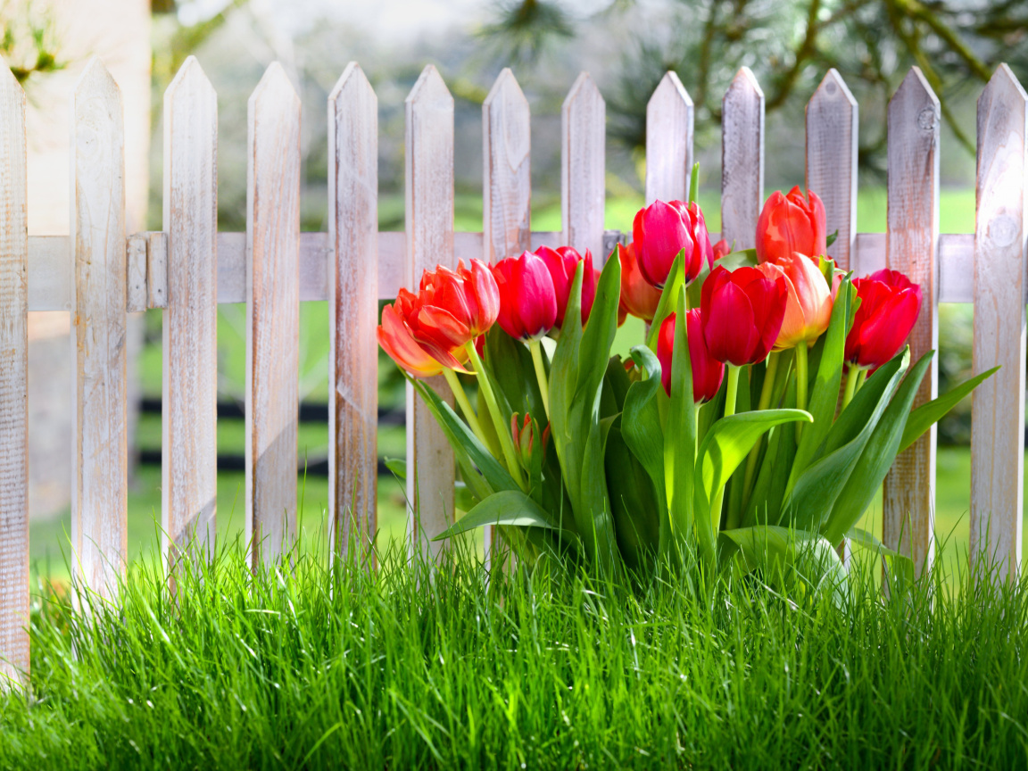 Обои Tulips in Garden 1152x864