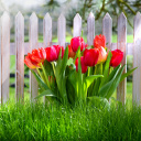 Обои Tulips in Garden 128x128