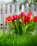 Обои Tulips in Garden 128x160