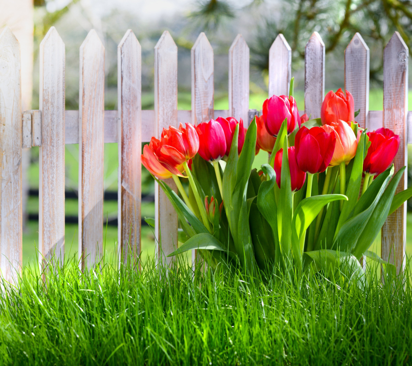 Обои Tulips in Garden 1440x1280