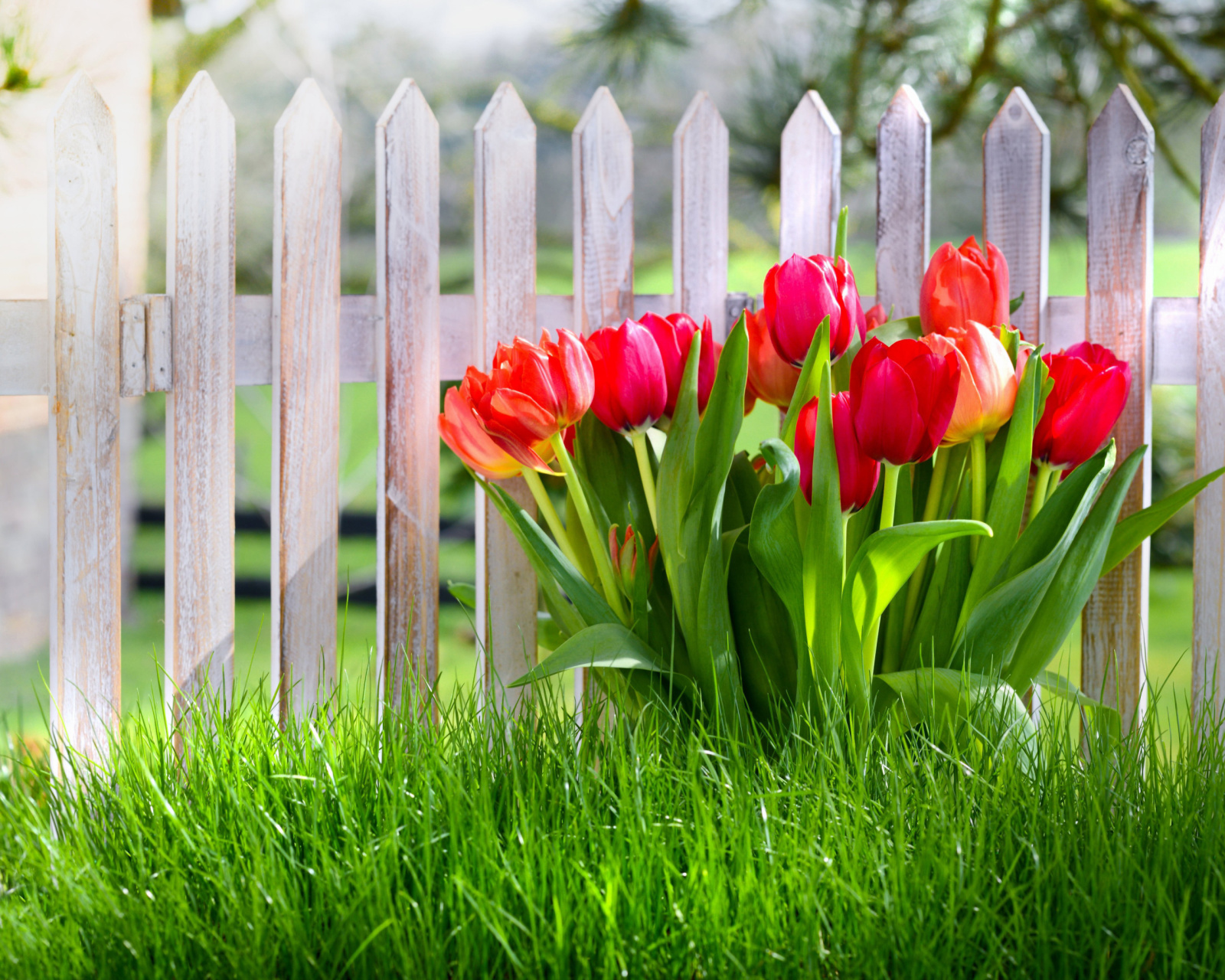 Fondo de pantalla Tulips in Garden 1600x1280