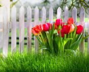 Tulips in Garden screenshot #1 176x144