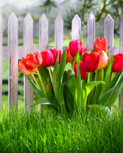 Sfondi Tulips in Garden 176x220