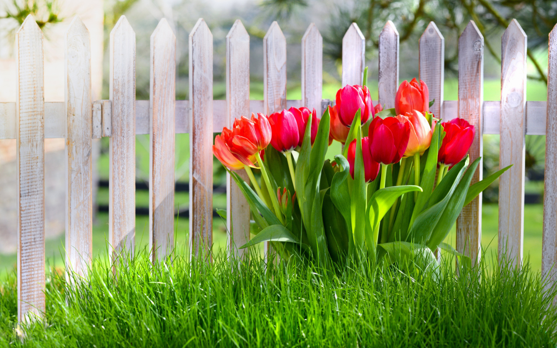 Обои Tulips in Garden 1920x1200