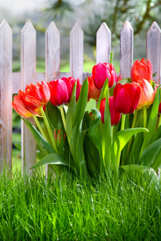 Обои Tulips in Garden 320x480