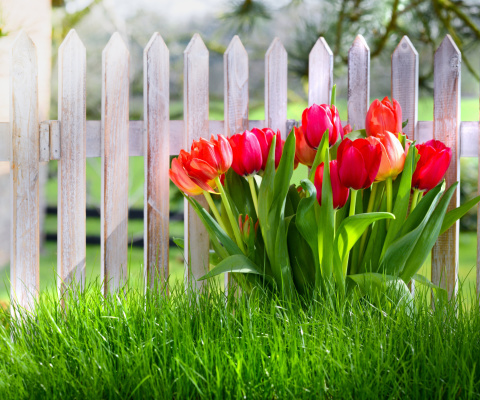 Screenshot №1 pro téma Tulips in Garden 480x400