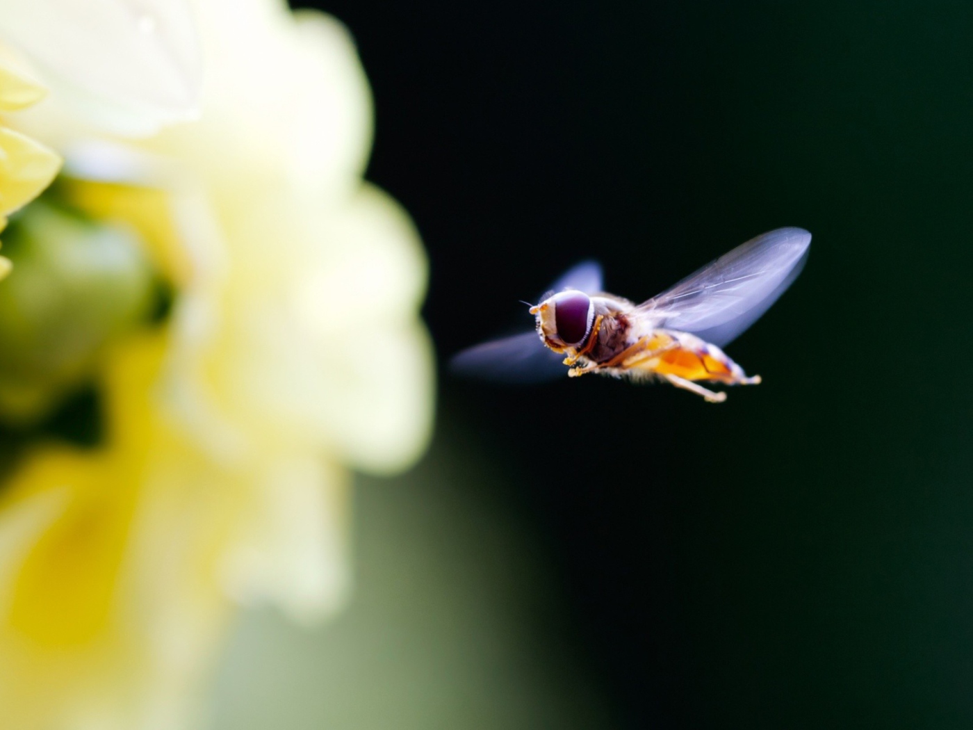 Flying Bee wallpaper 1400x1050