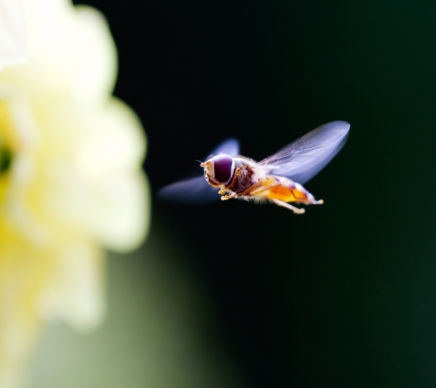 Sfondi Flying Bee 1440x1280