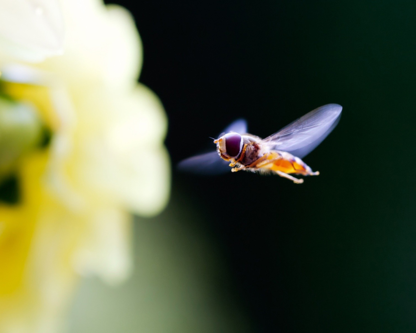 Flying Bee screenshot #1 1600x1280