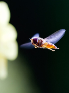 Flying Bee screenshot #1 240x320