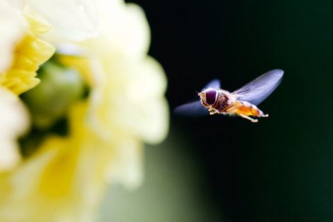 Flying Bee screenshot #1 480x320