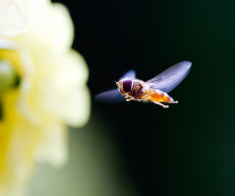Flying Bee screenshot #1 480x400