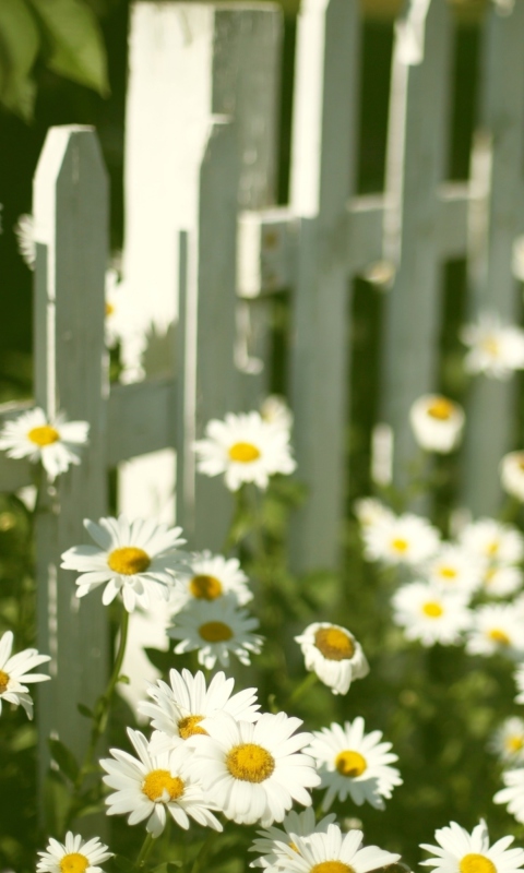 Daisy Fence wallpaper 480x800